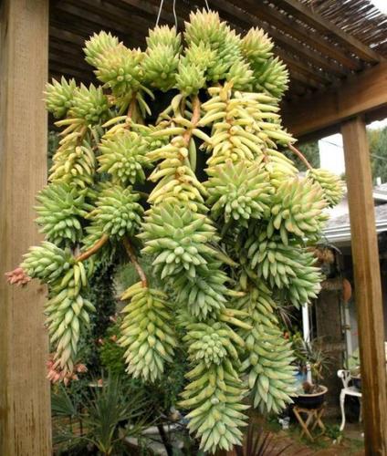 瀑布状的千佛手多肉