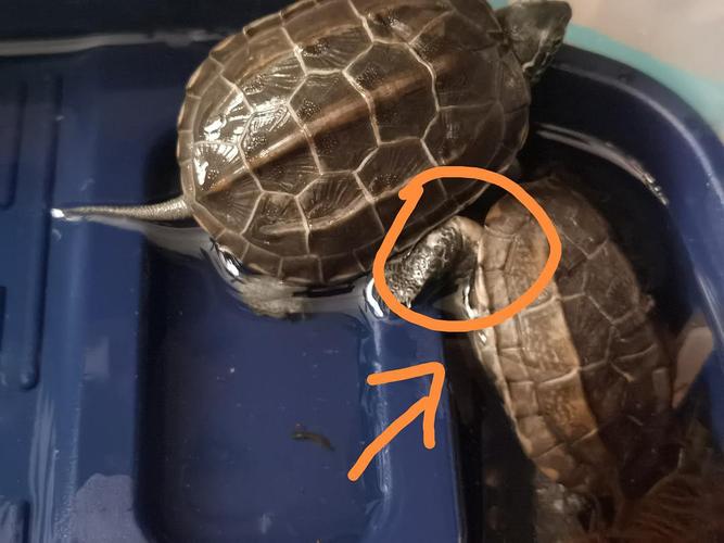 求助,新手看不出是否腐甲