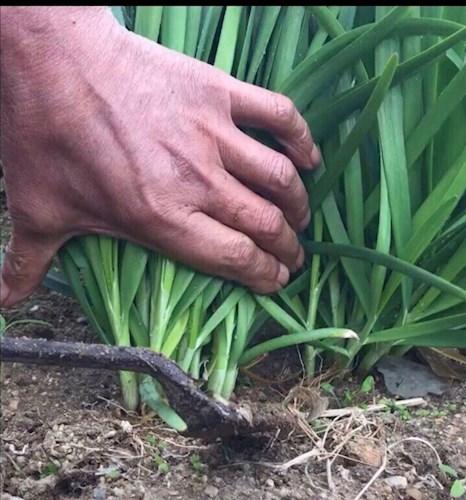 韭菜割了一茬又一茬