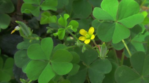 三叶草图片桌面壁纸2020