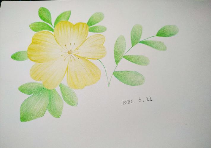 小白彩铅画临摹 pic 32:迎春花