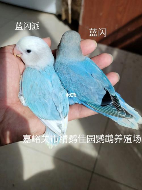 蓝闪派,蓝闪_鹦鹉_牡丹_手养牡丹鹦鹉_宠物_宠物其他