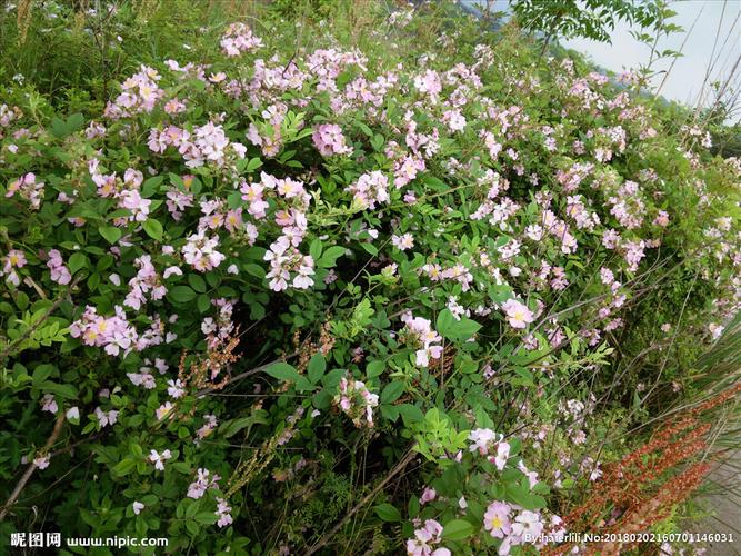 乡下成片野蔷薇图片