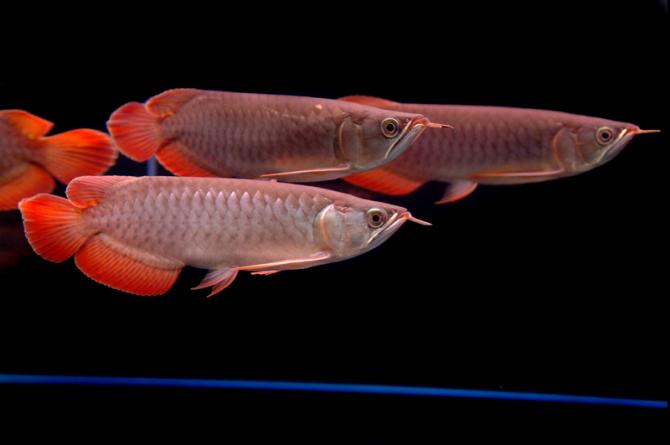 风水神鱼之---龙鱼(红龙,金龙等)