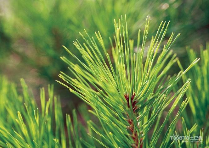 马尾松图片大全 马尾松图片欣赏及资料介绍