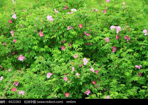 野蔷薇高清图片下载_红动网