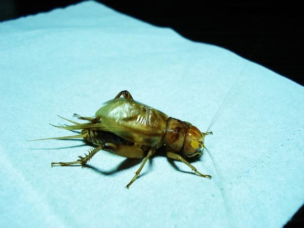 玉眼油葫芦上手叫,纯属娱乐.