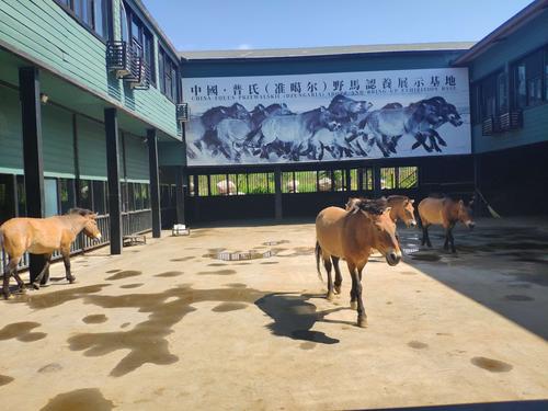 其它 新疆古生态园~中国-汗血马基地 写美篇  普氏野马