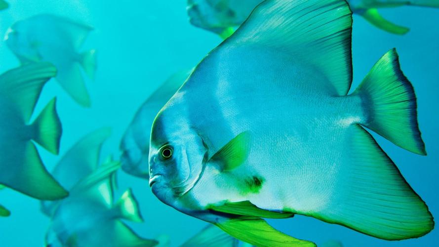 风景壁纸,海洋,国家地理,壁纸,1920x1080
