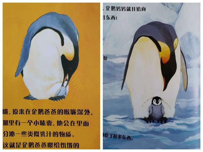 企鹅爸爸和企鹅妈妈独特的喂食方式