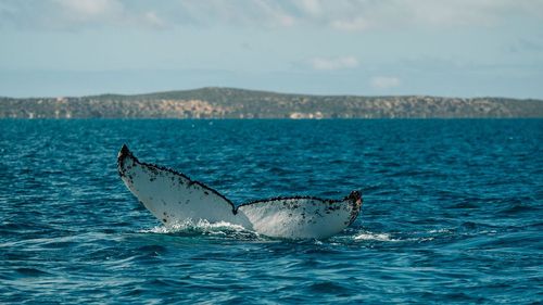 humpback whales migrating between breeding and feeding grounds