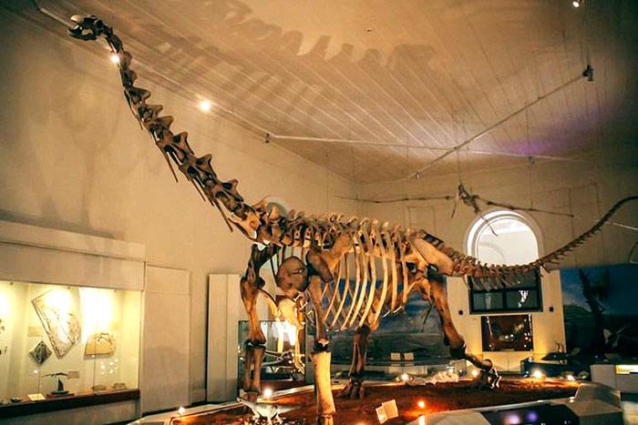 博物馆里熠熠生辉的优质恐龙骨架