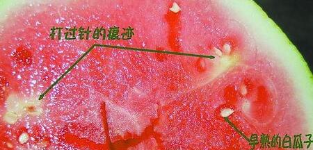 早熟西瓜高价上市并未热销 "催熟"传言也影响销量