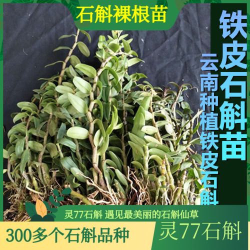 铁皮石斛苗 滋补云南铁皮石斛苗 500克一斤