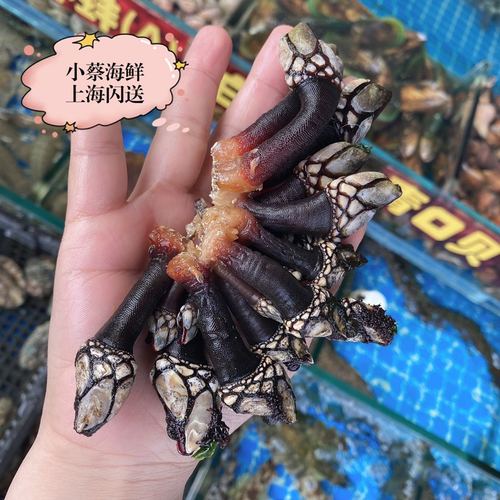 西班牙藤壶海鲜进口鹅颈藤壶 新鲜佛手螺 龟脚鸡爪螺