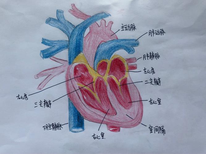 上海长海医院血管外科护理团队开展血管解剖图绘制比赛——世界血栓日