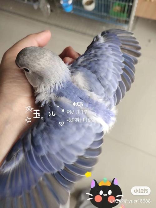 一张图带你认识全牡丹鹦鹉品种!