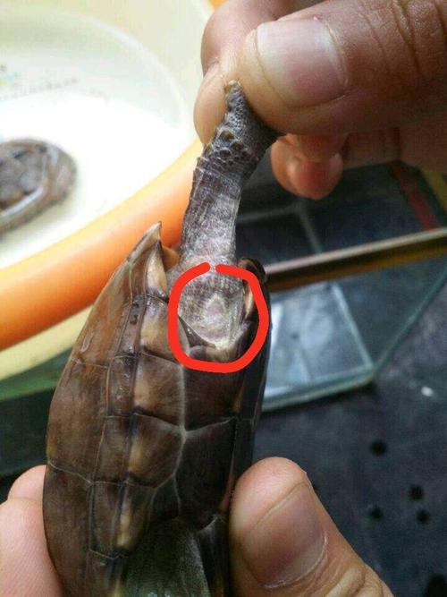 症状:腐皮病是乌龟比较常见的病症.一般是水质不达标引起的.