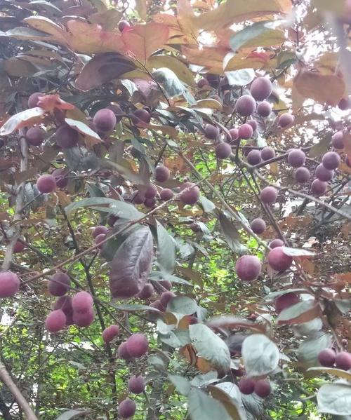 红叶李的果实能不能食用?说明原因?