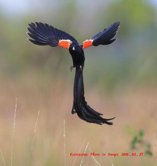 肯尼亚鸟篇--长尾巧织雀