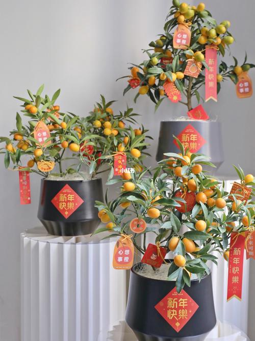 金桔盆栽_家装_家居_家居装饰_家居家装_家居装饰
