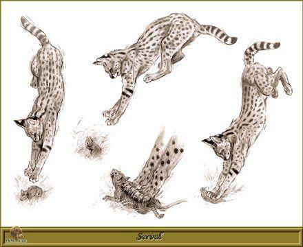 法国动物画家 robert dallet 手绘猫科动物绘画
