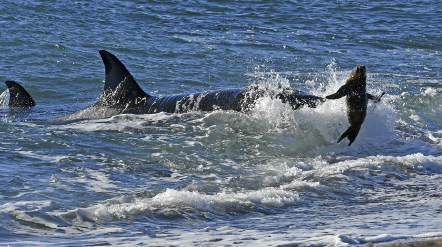 虎鲸冒搁浅危险,上岸捕食海狮幼崽,为美餐,虎鲸也是拼