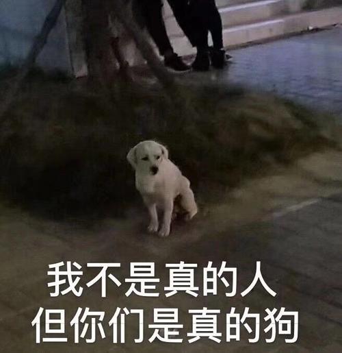 狗头表情包特辑太多了 有点杂哈哈哈哈