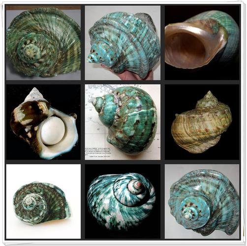 夜光蝾螺 great green truban