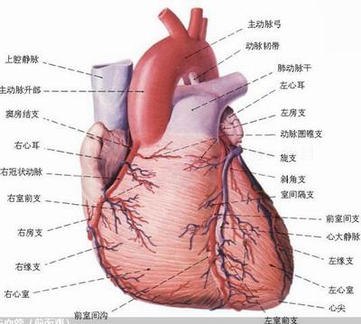 心脏的外形与血管