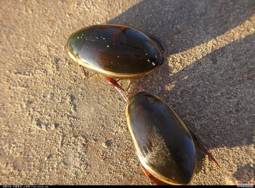 东北淡水鱼 老鳖
