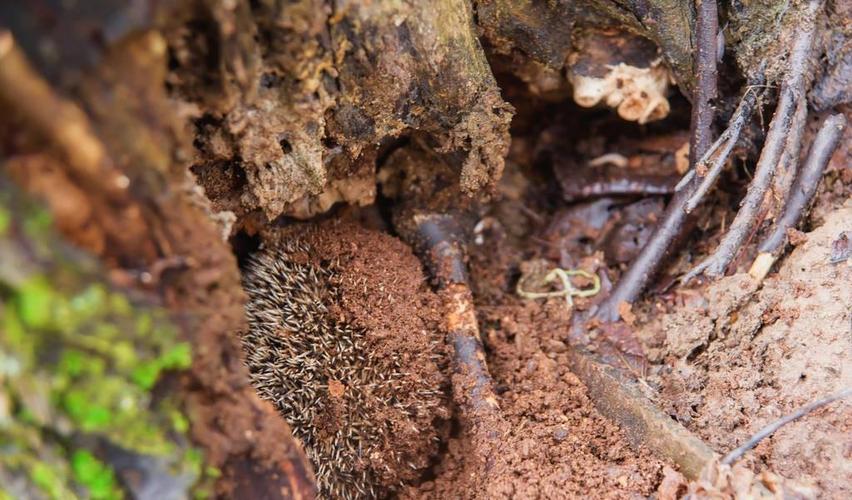 冬眠时刺猬会被吃掉吗?1.2米洞深和6℃入眠温度甩敌人