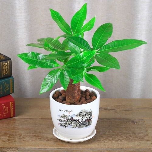 发财树室内花卉盆景植物发财树盆栽摇钱树花苗客厅发财树绿植盆栽易品