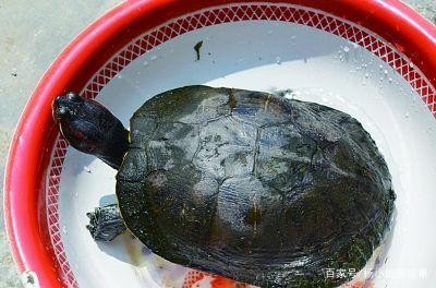 喂给乌龟吃什么比较好?