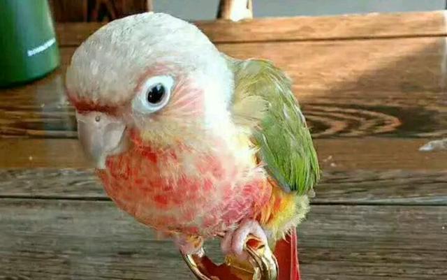 为什么有些饲养者买到的小太阳鹦鹉并不如他想象中那么听话呢?