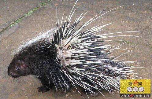 一头15公斤的豪猪卖了3000元