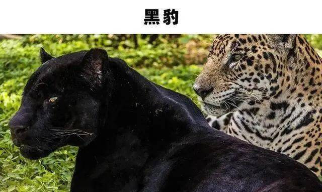 通常很难见到的8种外表出现黑化的动物