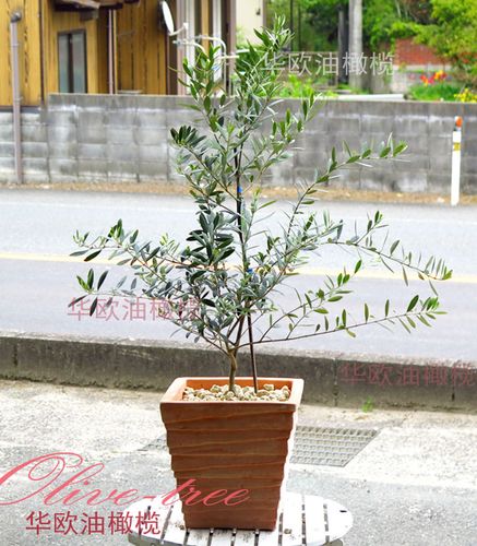 华欧油橄榄橄榄树盆栽客厅阳台庭院结果树苗大型绿植