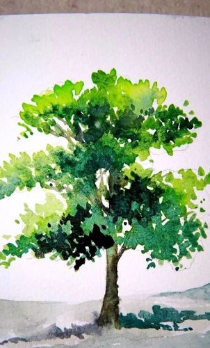 五十多种水彩树木素材总会有一种适合你很全了