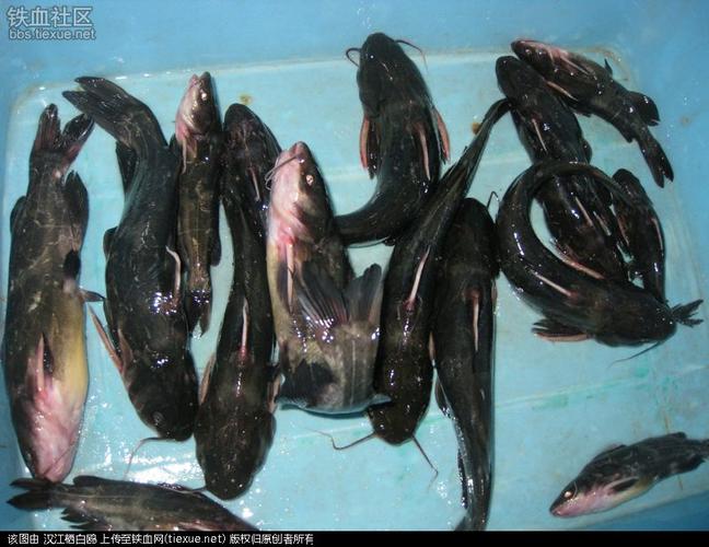 [原创]汉中[银河鱼庄]的"黄腊丁","江团"(图)