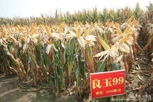 中国玉米好品种良玉99