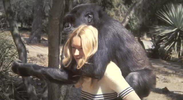 与人类生活45年的大猩猩,竟然如此通人性