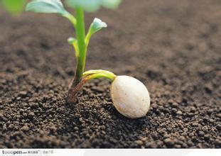 种子发芽图片大全_百度图片搜索