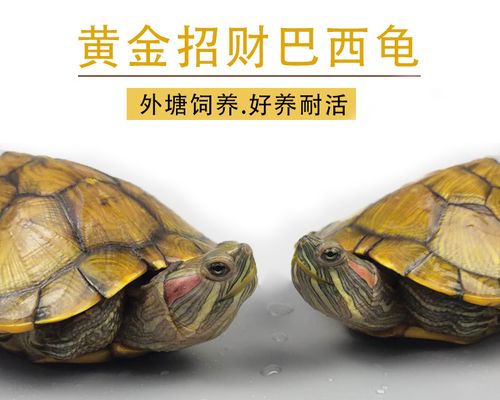 黄金巴西龟活物大乌龟活体招财情侣龟一对长寿红耳龟宠物龟放生龟
