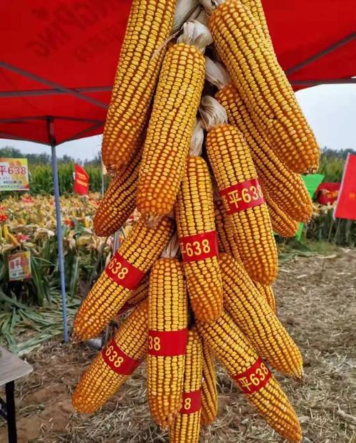 优质玉米档案录——隆平638品种大解密!
