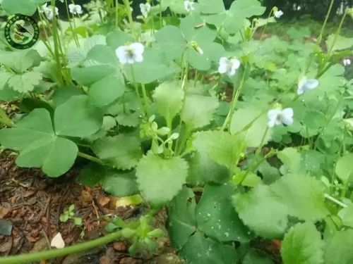 七星莲 viola diffusa