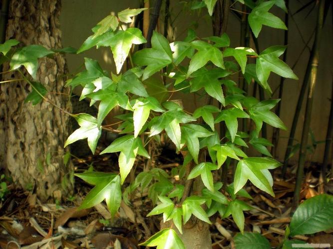 湿类 三角风基本信息 中文名称 三角风 英文名称 sanjiaofeng 别名