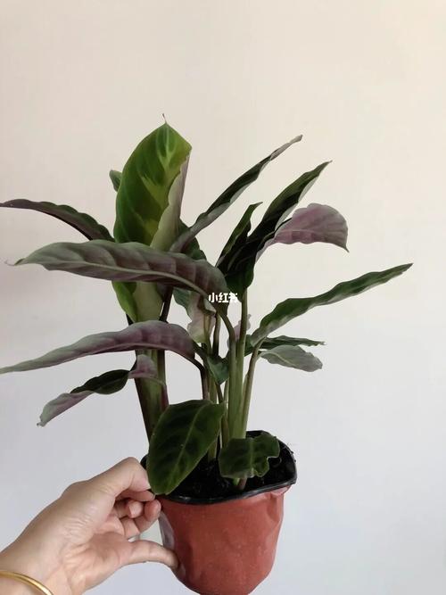 欢迎新宠回家——紫背天鹅绒_竹芋_家居家装_家居装饰