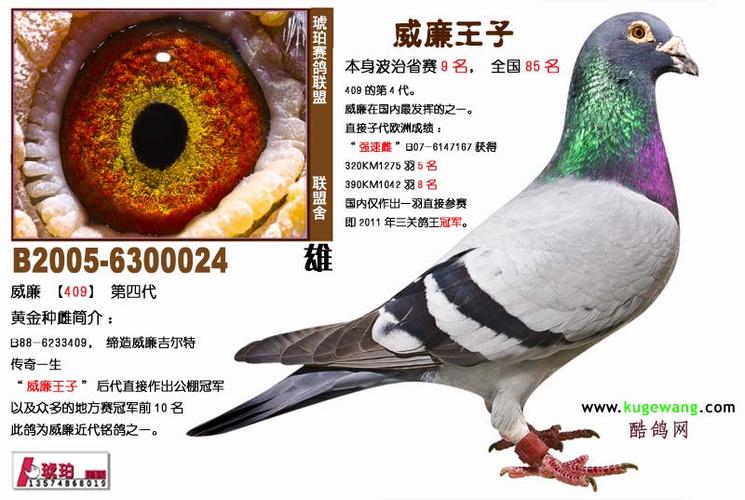 吉尔特 赛绩:本身波治省赛9名,全国85名;后代作出公棚冠军和众多地方