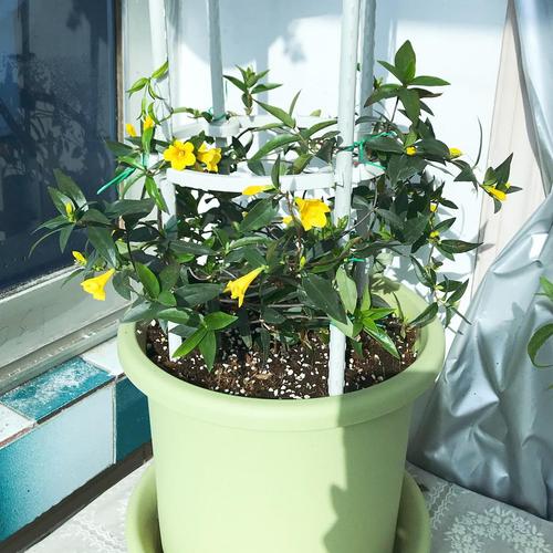 金钩吻(法国香水茉莉)成长日记